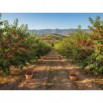 Kiraz ağaçları ve hasat yapan işçiler.